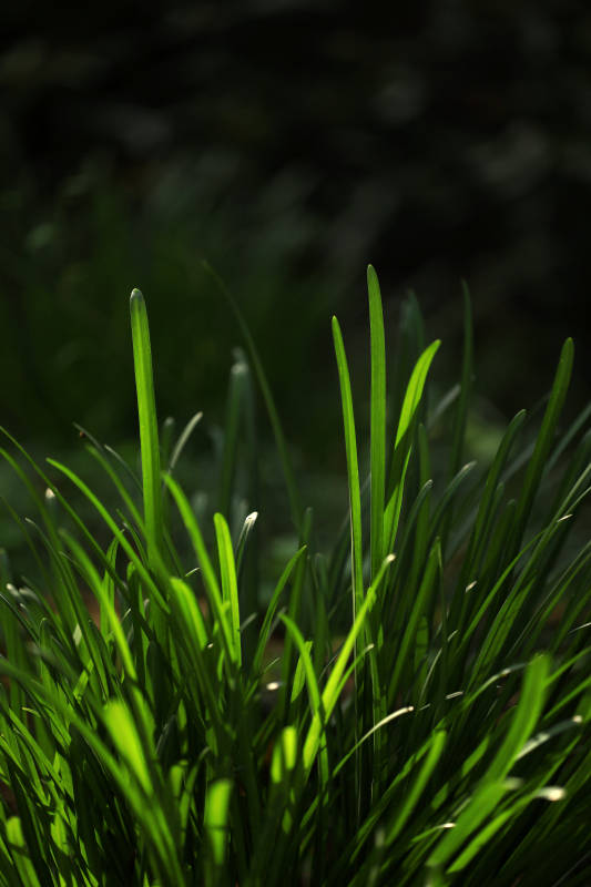 林间野草光影图片