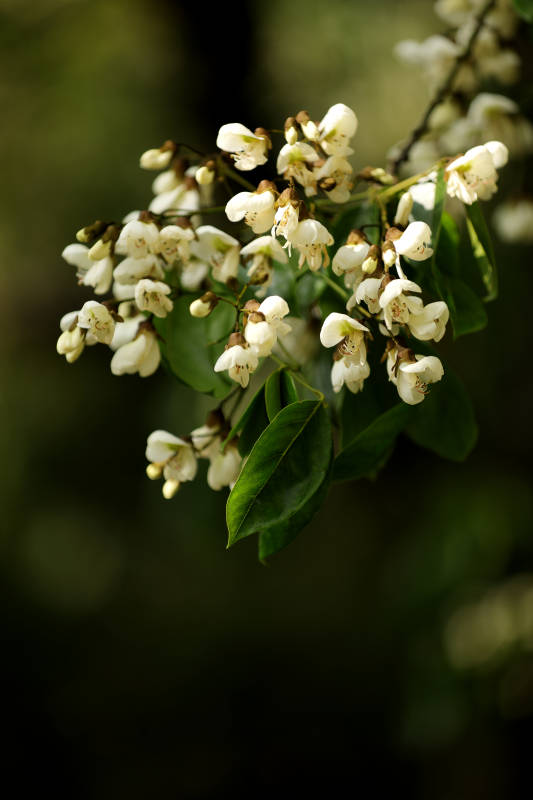 红豆树开花图片