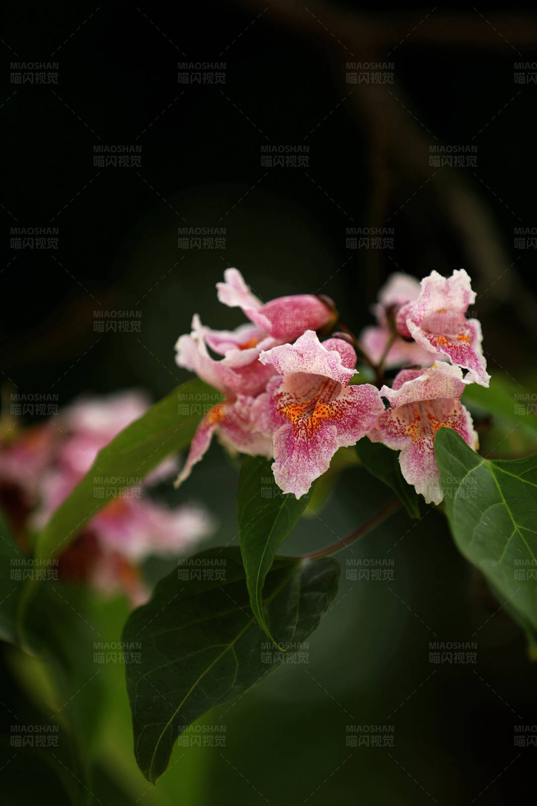璀璨似锦的楸树花图片