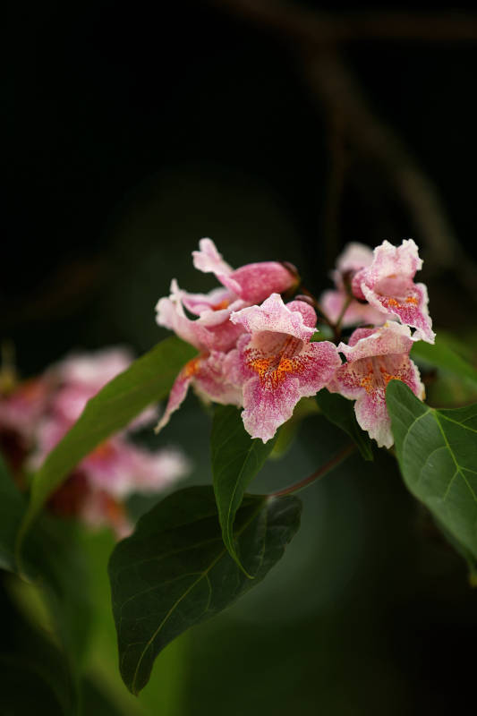 璀璨似锦的楸树花图片