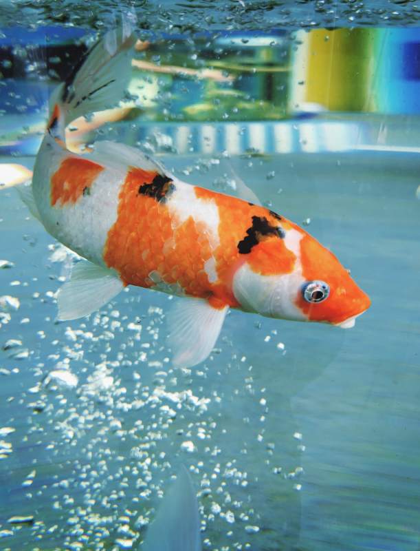 锦鲤水中游图片