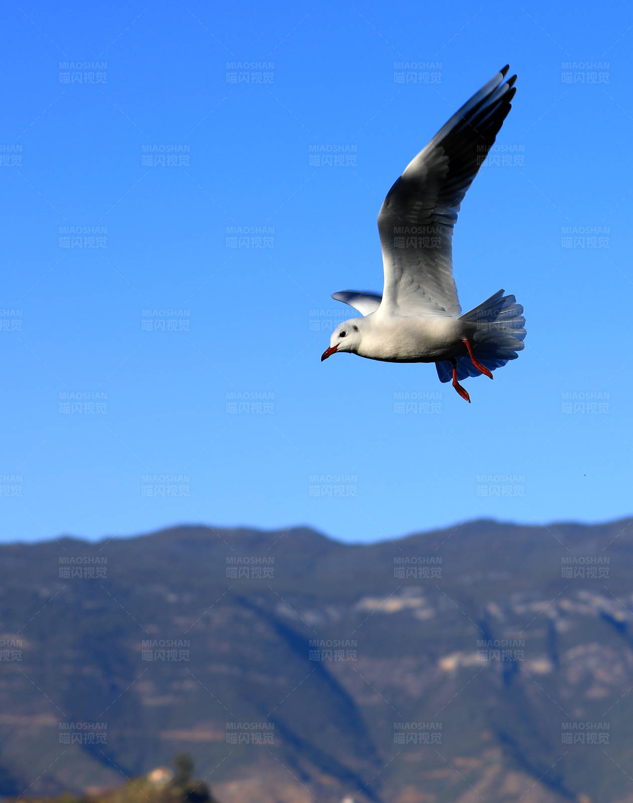 翱翔蓝天的海鸥图片
