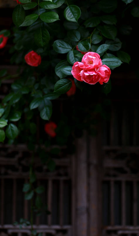 蔷薇花与中式建筑图片