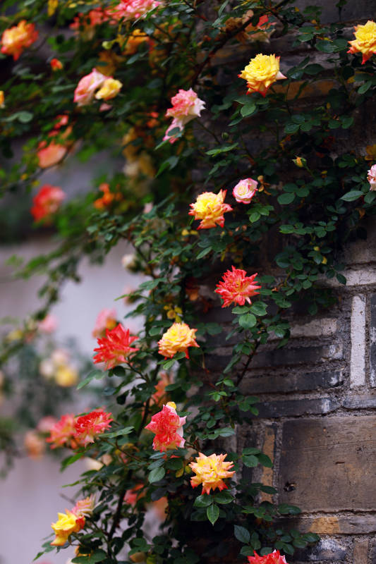 玫瑰爬墙 花开烂漫图片