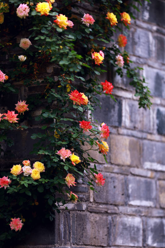 中式砖墙前的蔷薇花海图片