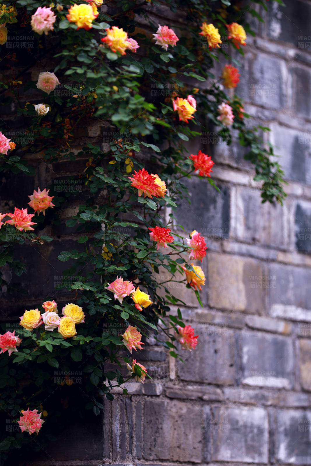 中式砖墙前的蔷薇花海图片
