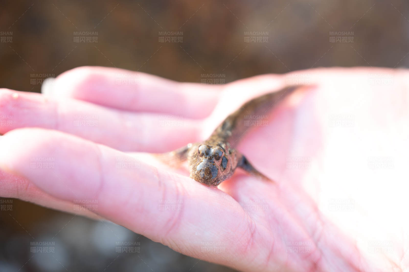 手心里的小鱼图片