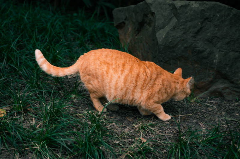 橘猫探索草地图片