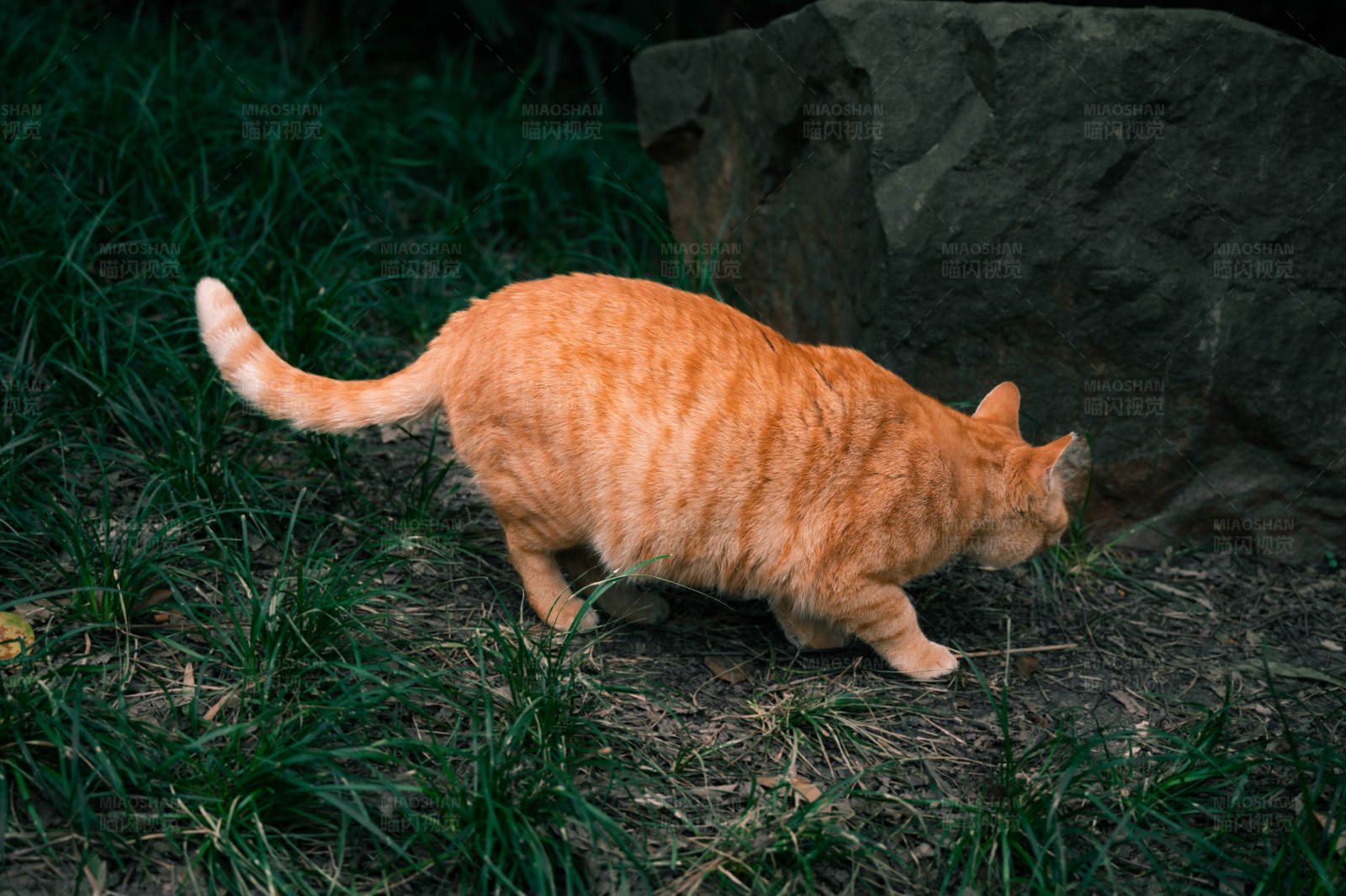 橘猫探索草地图片