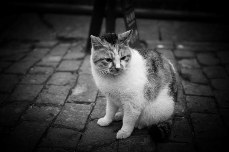 街头的孤独猫咪图片