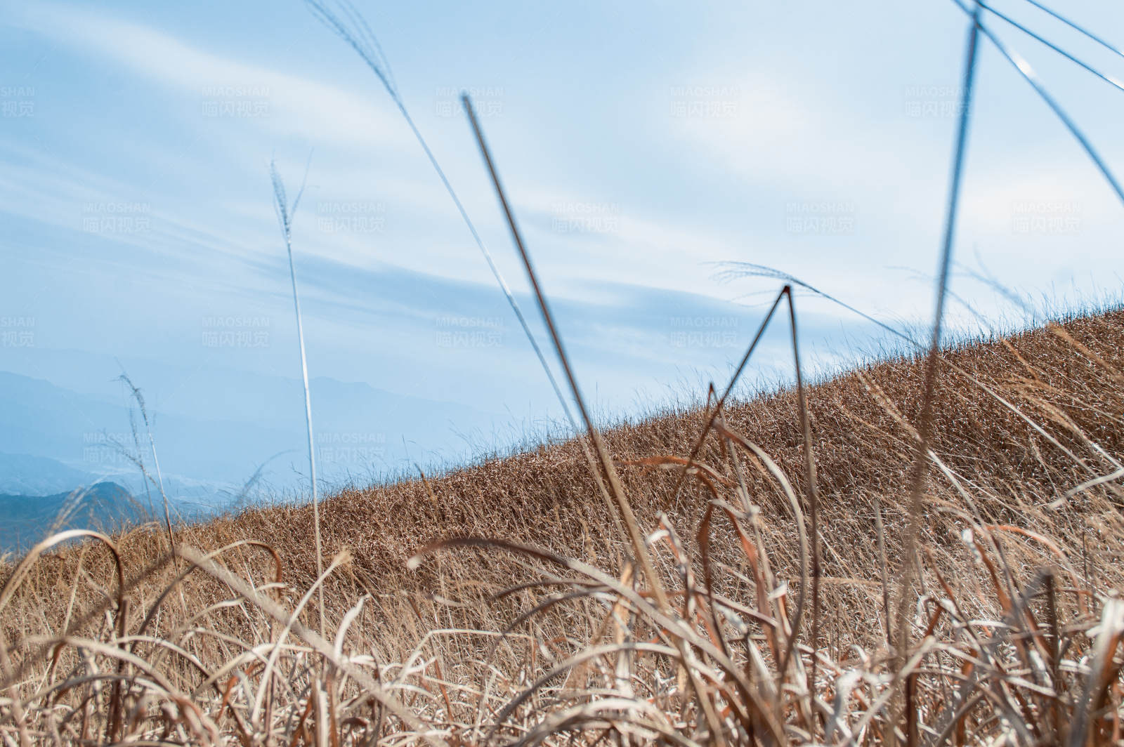 秋日山坡草景图片