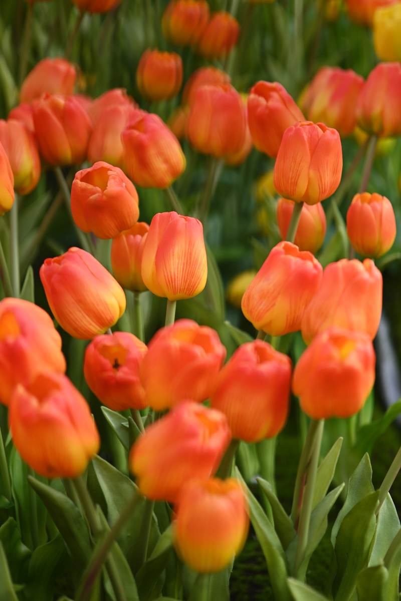 橙色郁金香花海图片