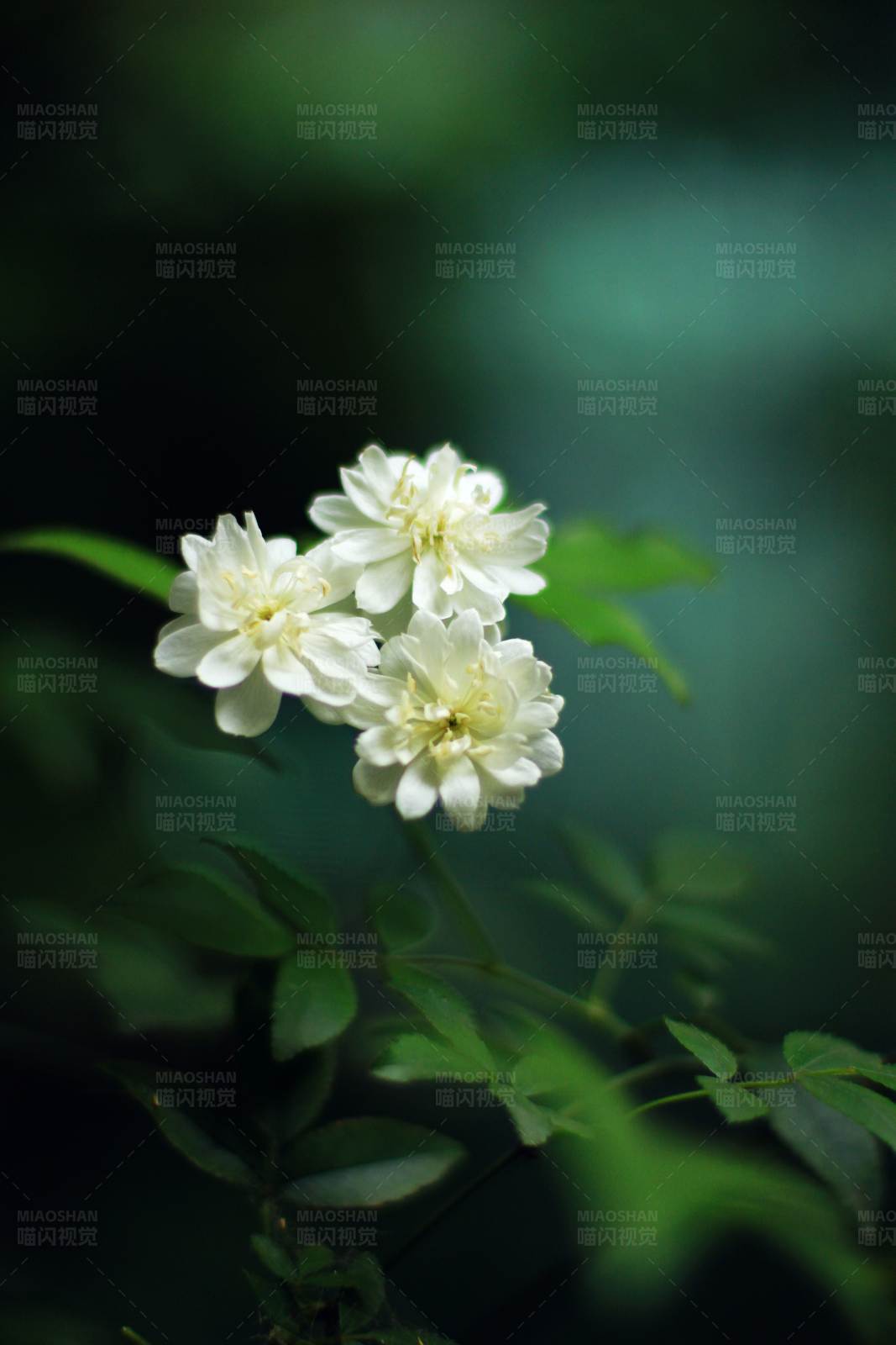 绿叶白花花簇特写图片