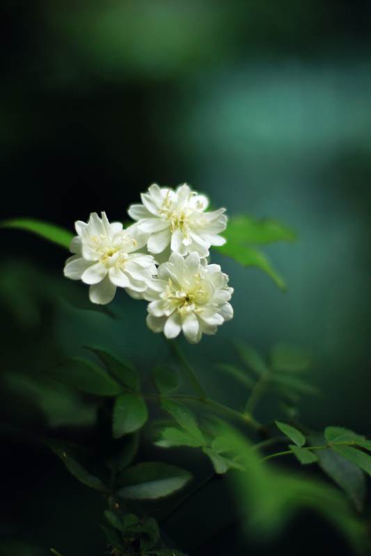 绿叶白花花簇特写图片