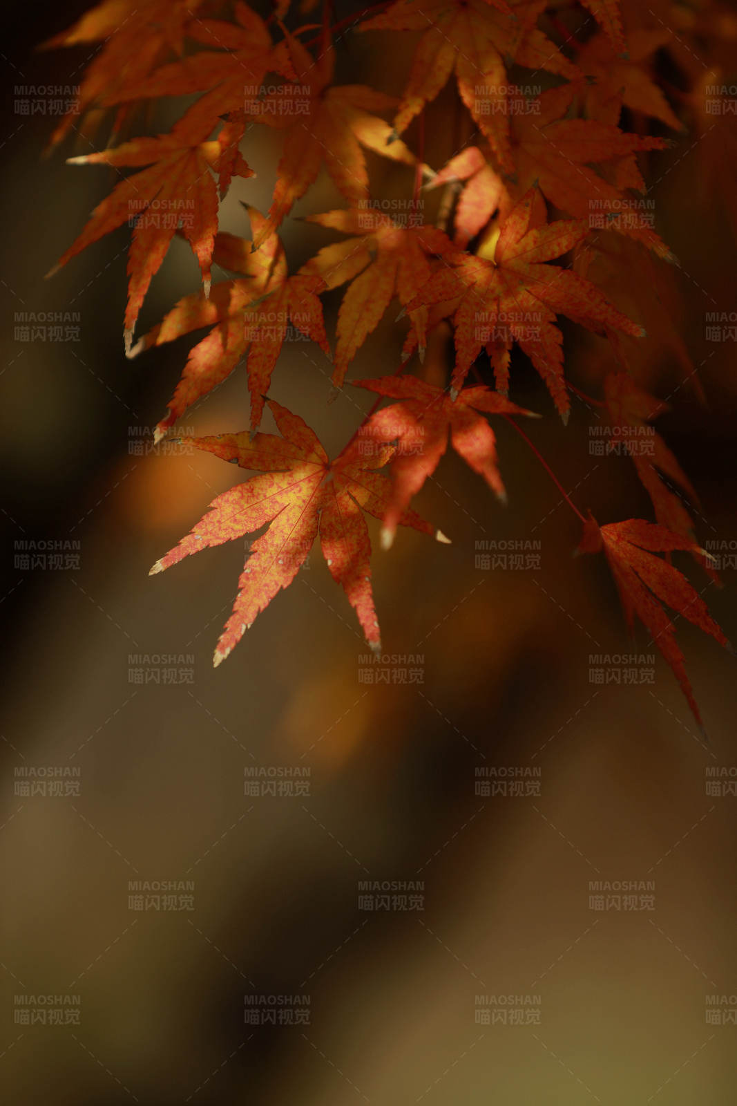 秋日枫叶光影图片