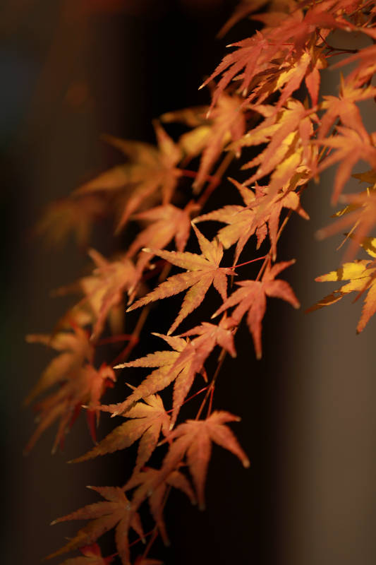 秋日枫叶光影图片