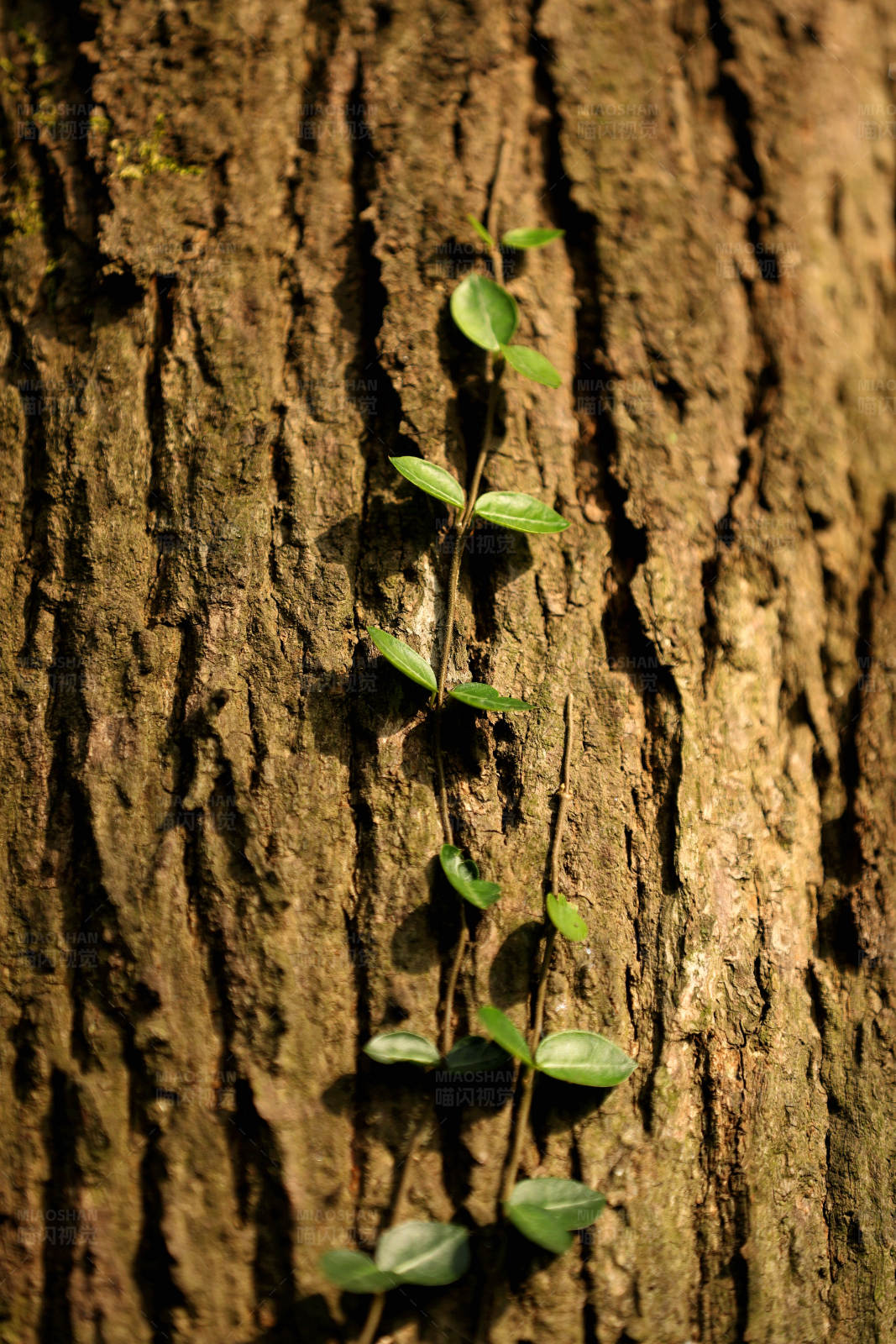 新生藤蔓攀爬树干图片