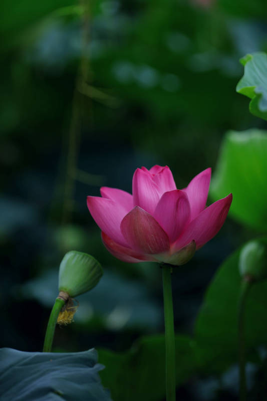 粉色荷花绽放图片