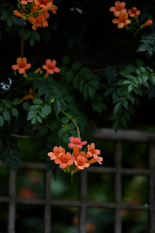 格子窗前的橙色凌霄花图片
