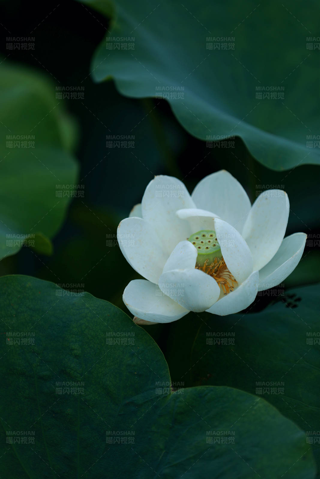 白荷花盛开图片