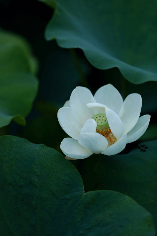 白荷花盛开图片