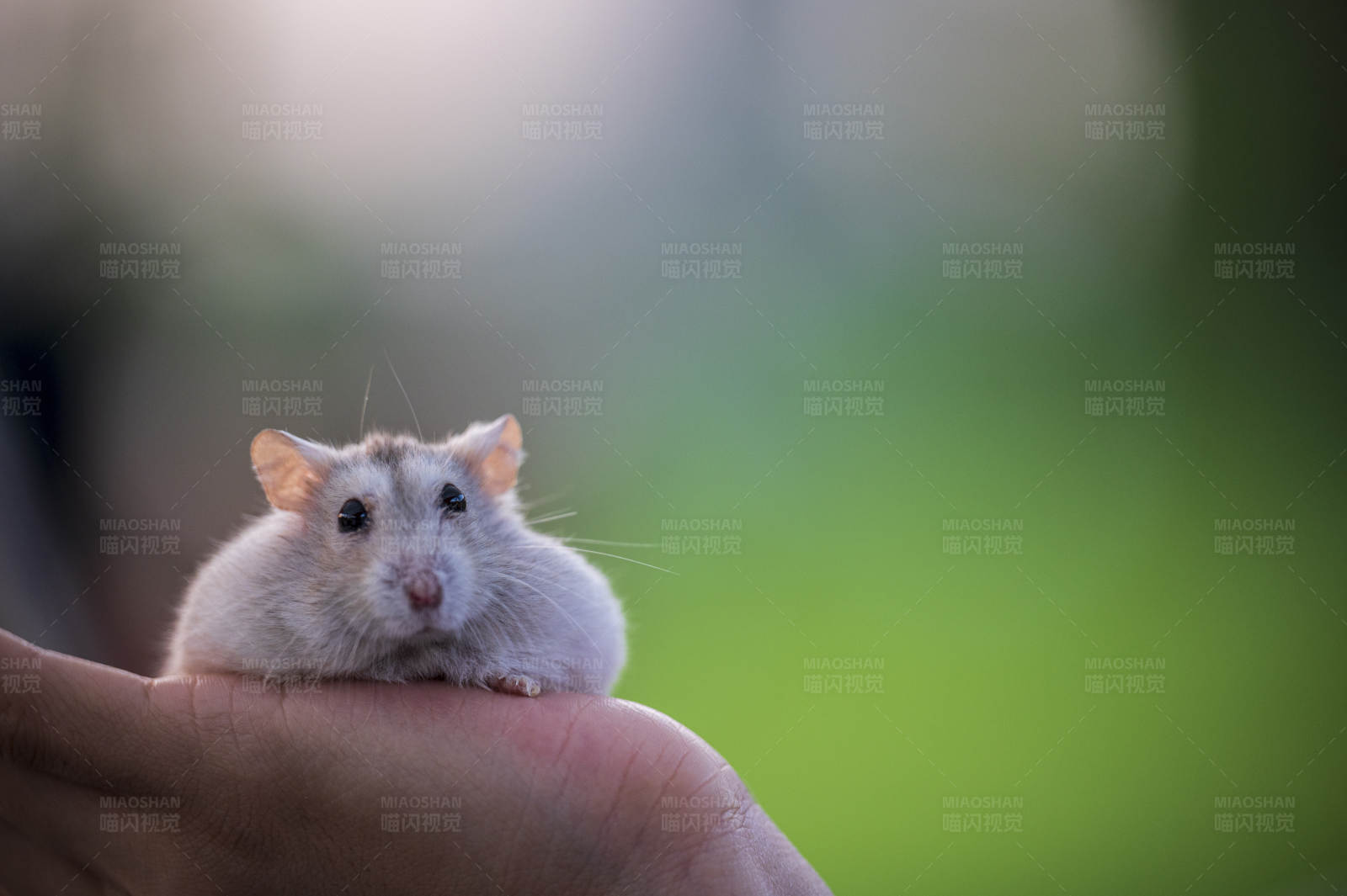 掌心上的小可爱图片