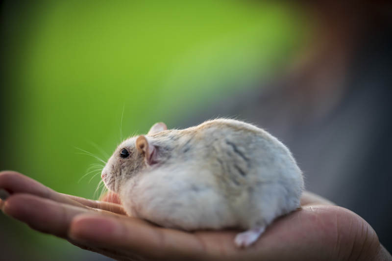 掌心上的小萌鼠图片