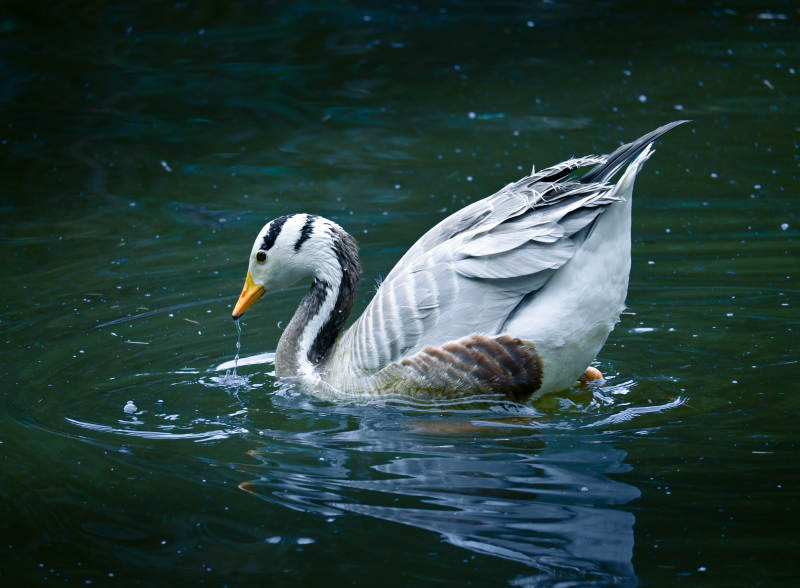 湖中游弋的鸭子图片