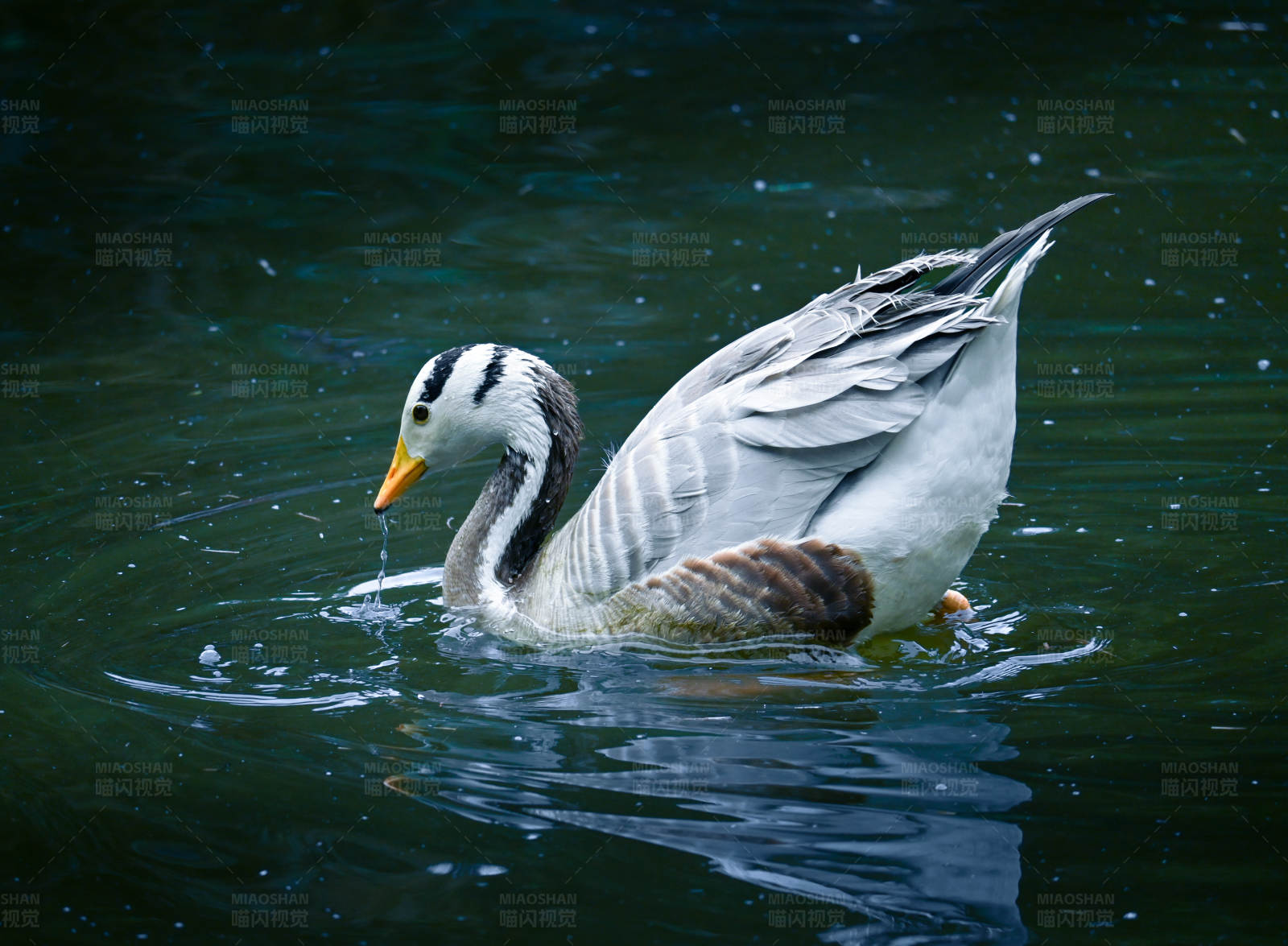 湖中游弋的鸭子图片