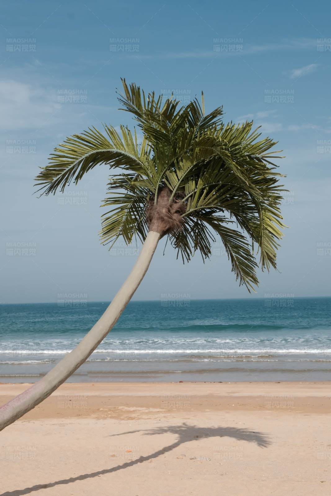 沙滩上的孤独棕榈树图片