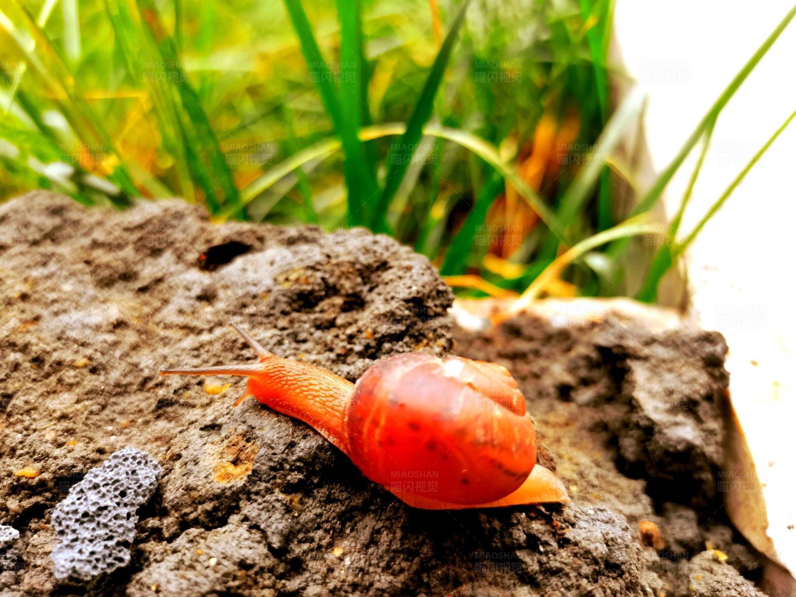 蜗牛的慢行世界图片