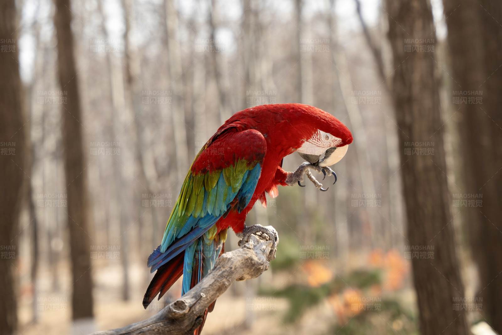 林中红绿鹦鹉图片