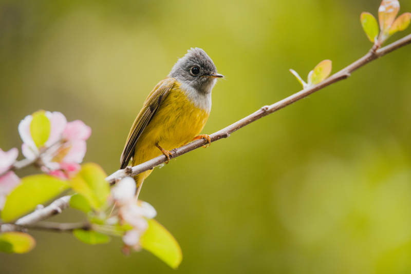 黄灰小鸟栖花枝图片