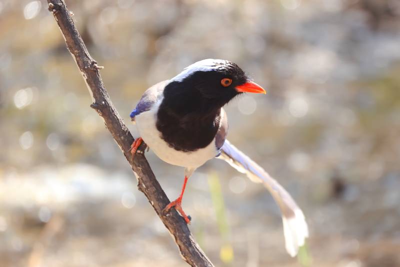 黑头橙嘴鸟栖息枝头图片