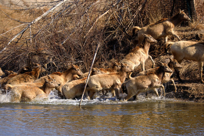 大丰麋鹿自然保护区的野生麋鹿种群图片