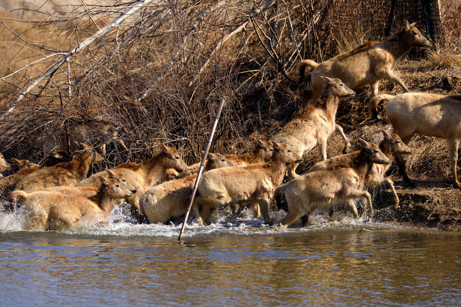 大丰麋鹿自然保护区的野生麋鹿种群图片