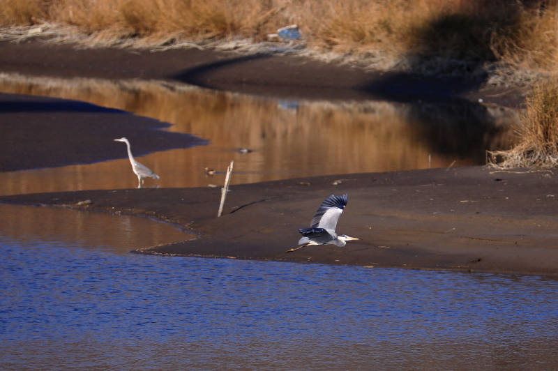东台条子泥的越冬候鸟图片