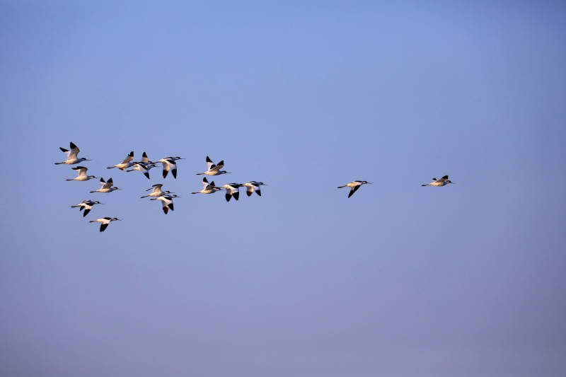 中国黄（渤）海候鸟栖息地的越冬候鸟图片