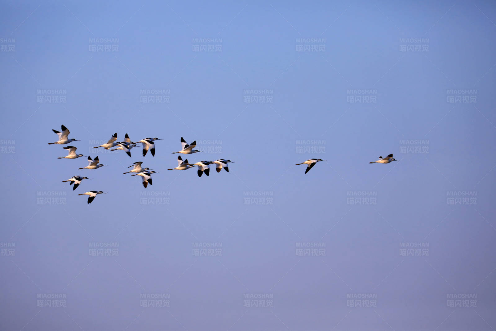 中国黄（渤）海候鸟栖息地的越冬候鸟图片