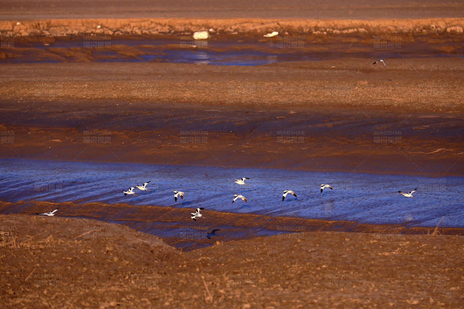 中国黄（渤）海候鸟栖息地核心区图片