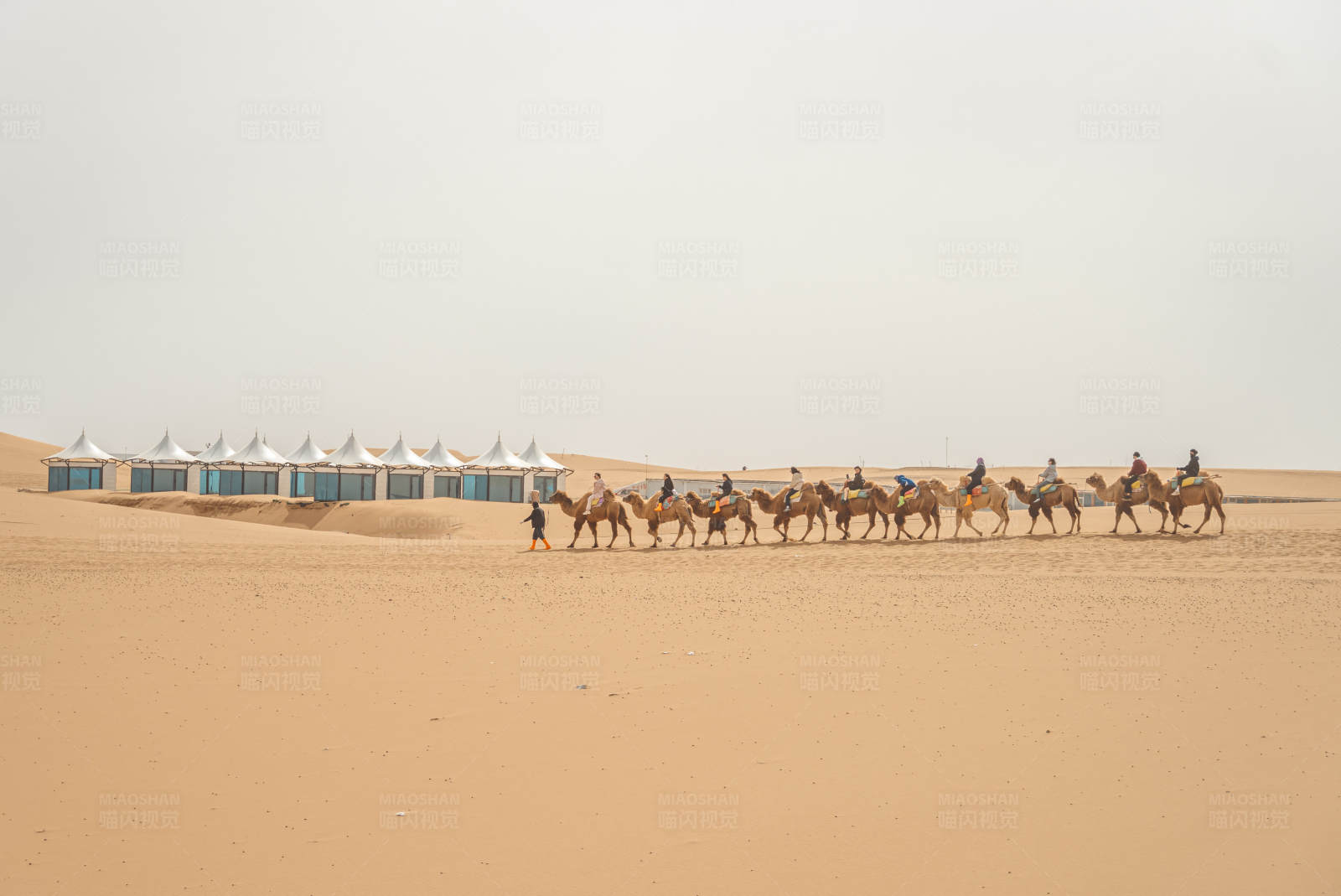 沙漠骆驼队图片