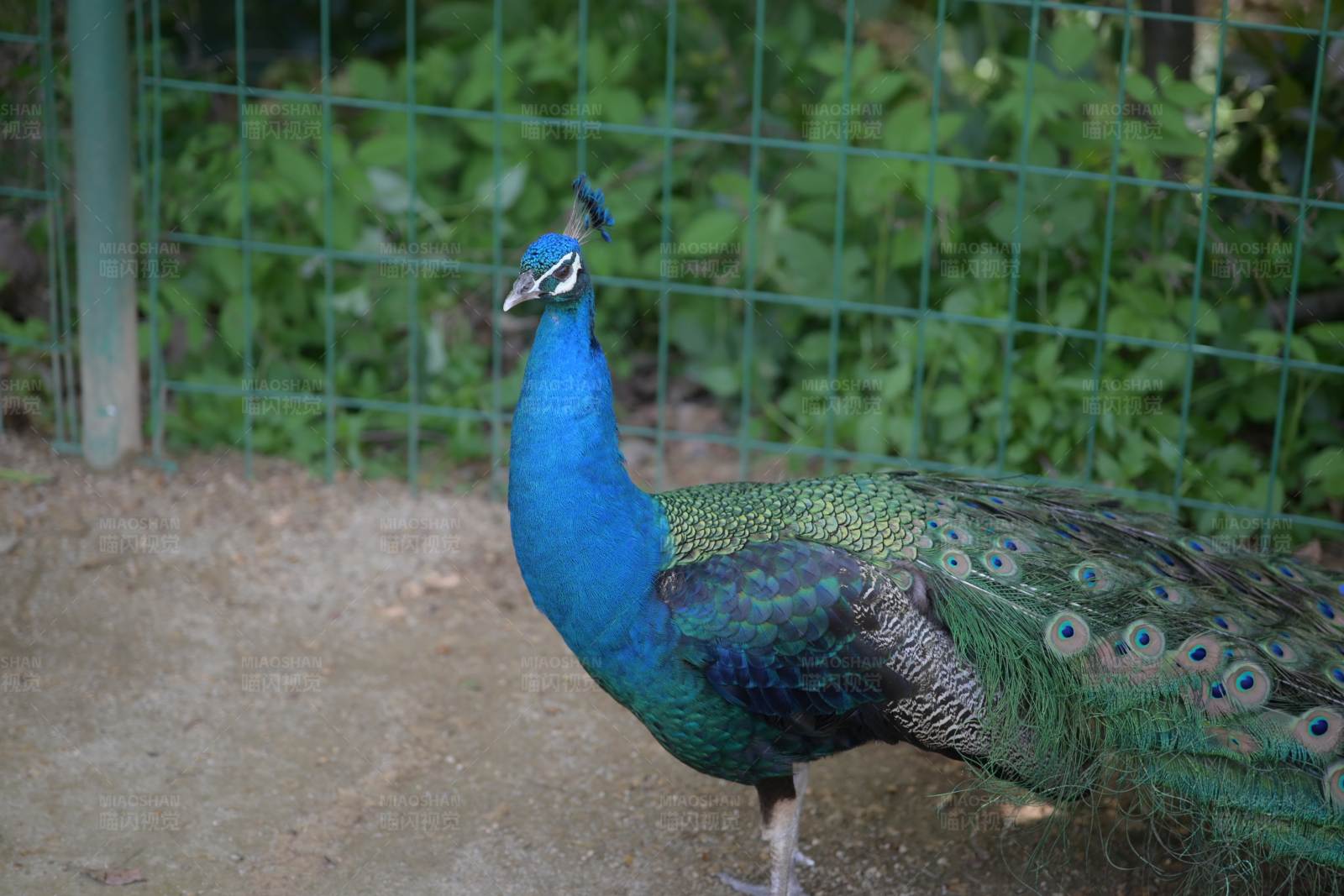 笼中的蓝孔雀图片