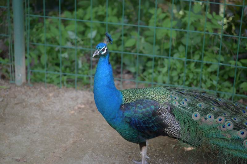 笼中的蓝孔雀图片