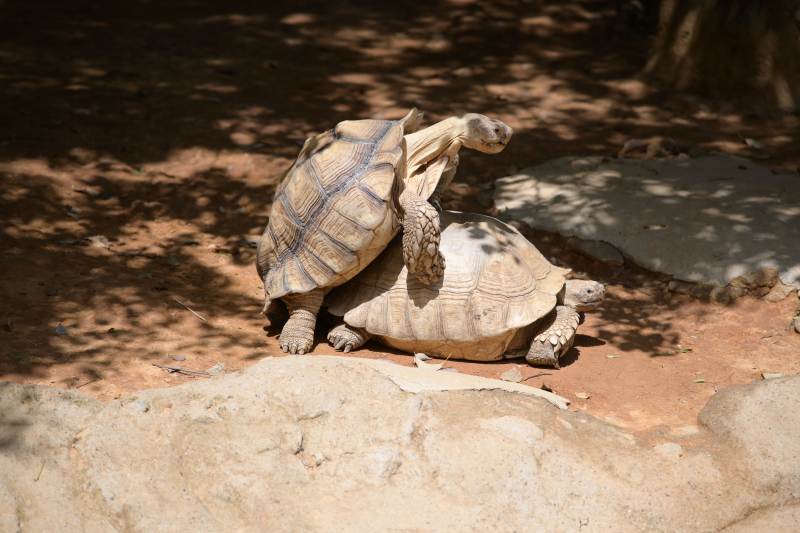 乌龟的亲密时刻图片