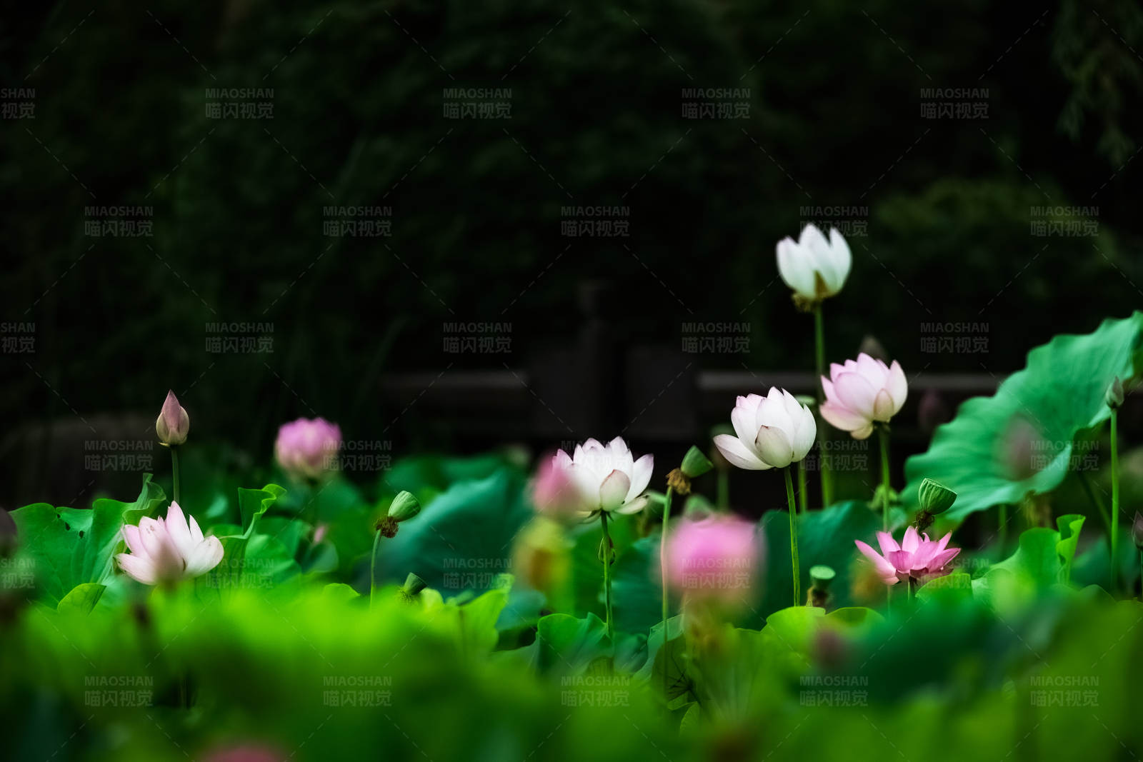 荷花盛开 绿叶相伴图片