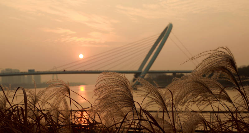 南京夕阳下的南京眼步行桥与芦苇图片