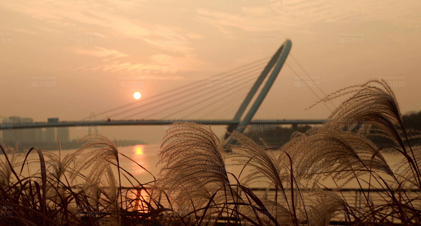 南京夕阳下的南京眼步行桥与芦苇图片