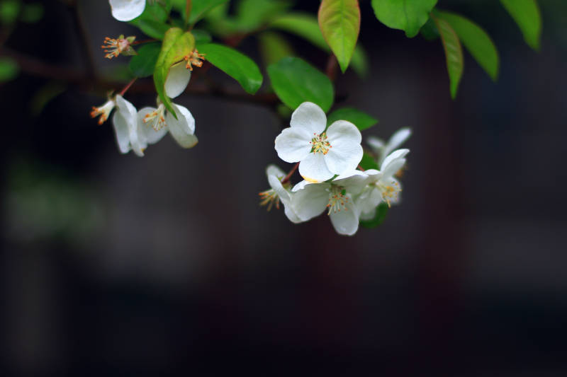 春日梨花绽放图片
