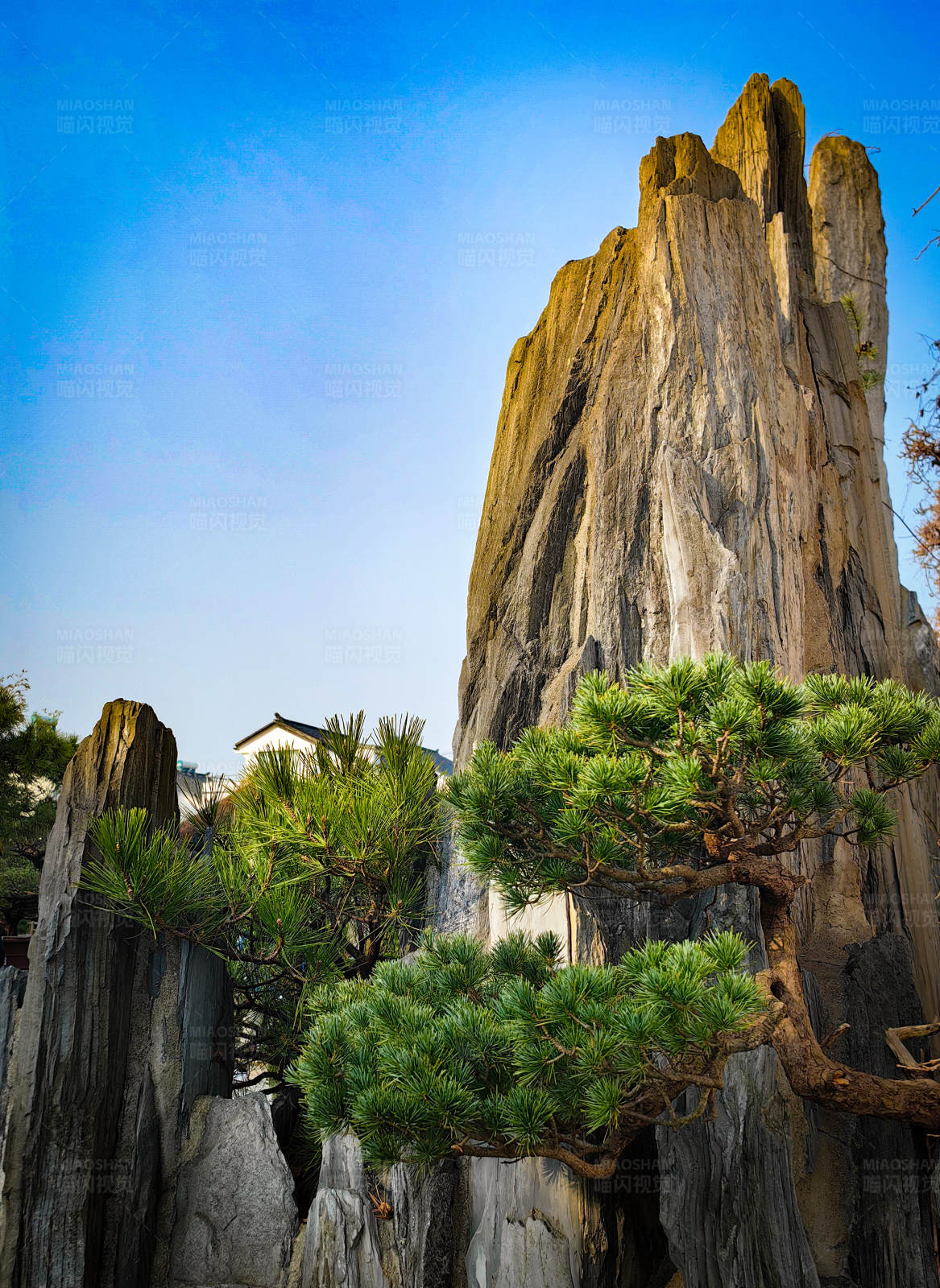 松树与奇岩图片