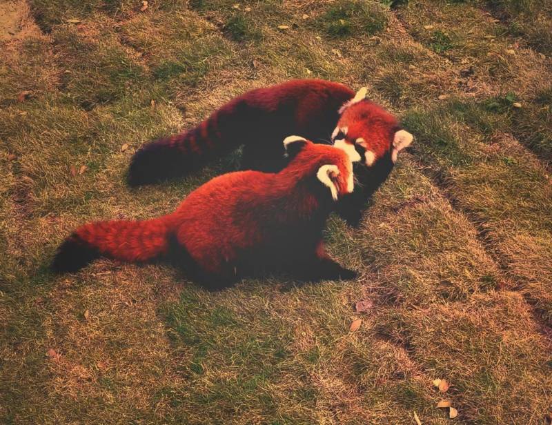 小熊猫的嬉戏时光图片